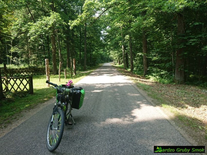 Puszcza Białowieska