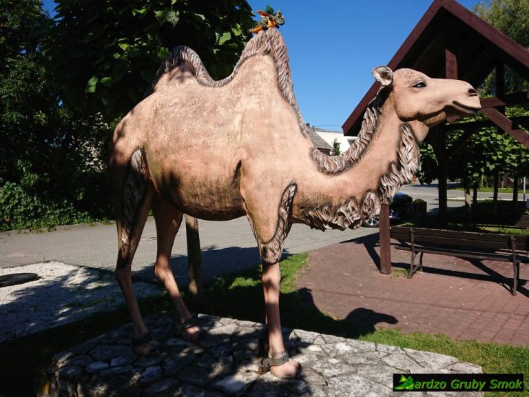 wielbłąd w Chechle