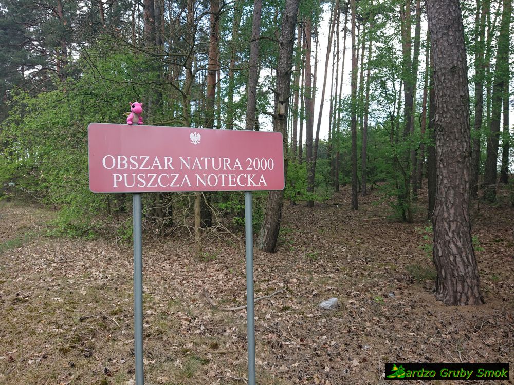 Obszar Natura 2000 Puszcza Notecka