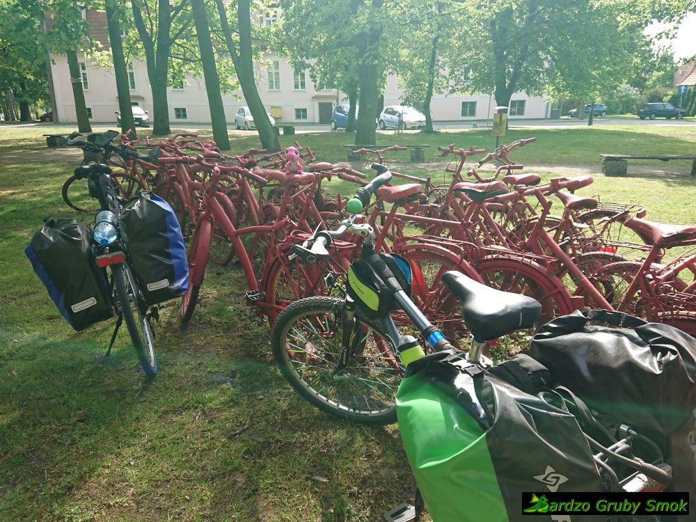 czerwony peleton w Kórniku