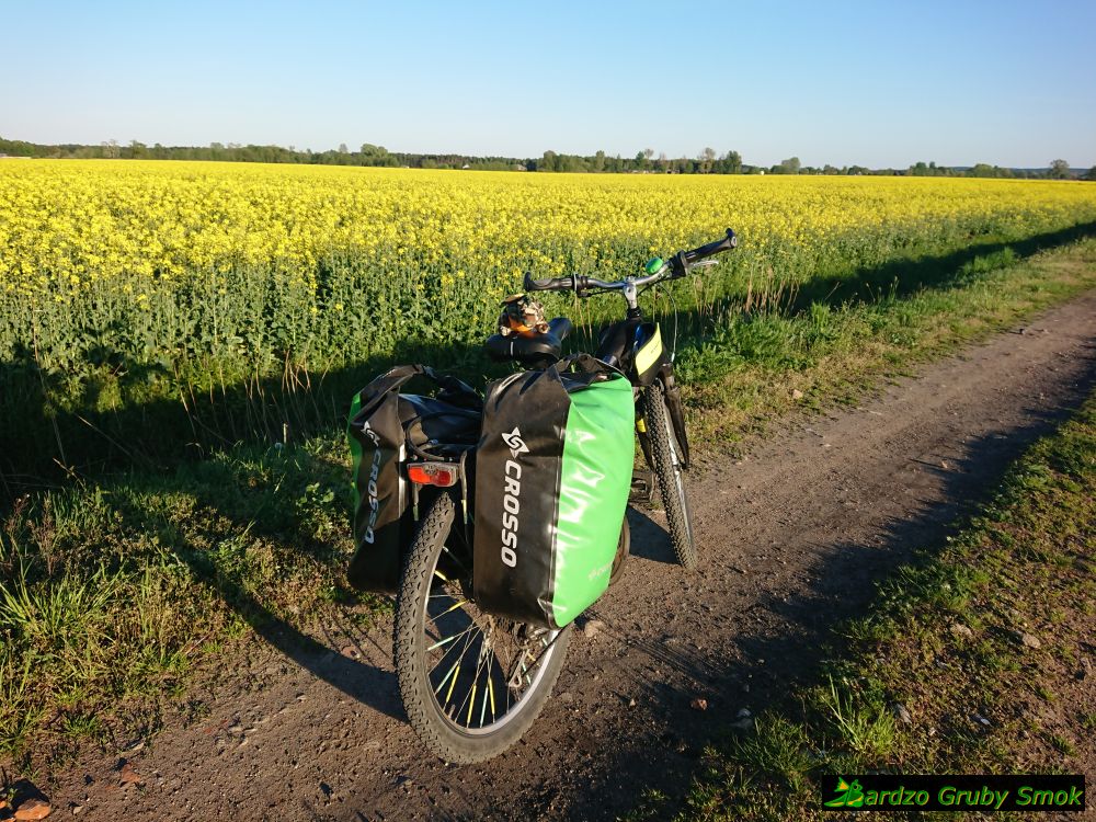 pola rzepaku
