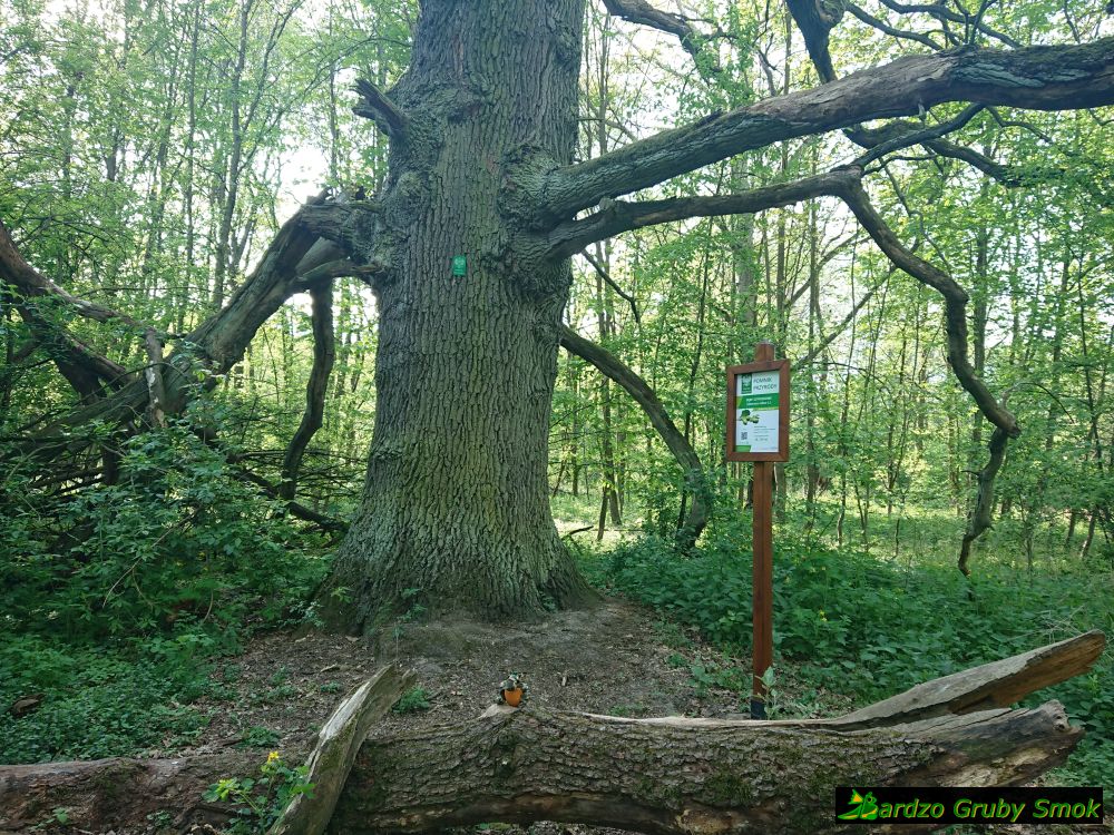 stary dąb pomnik przyrody