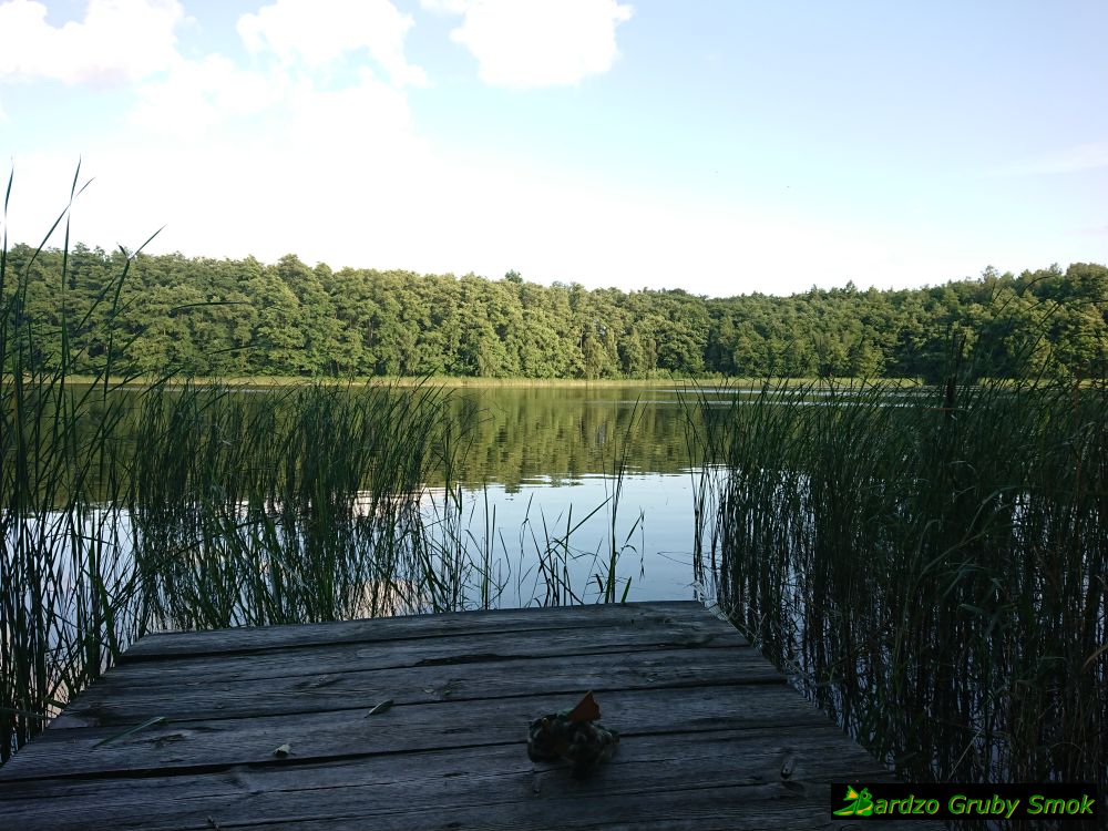Las Wiejkowski - staw