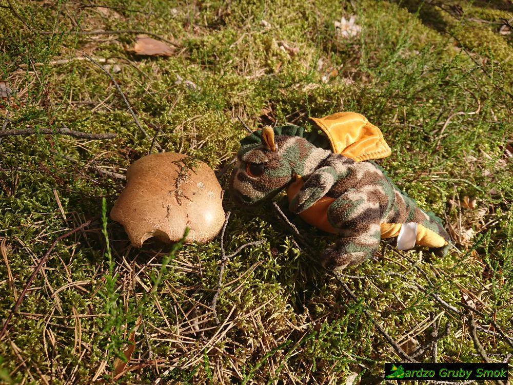 Łuk Mużakowa - grzyby