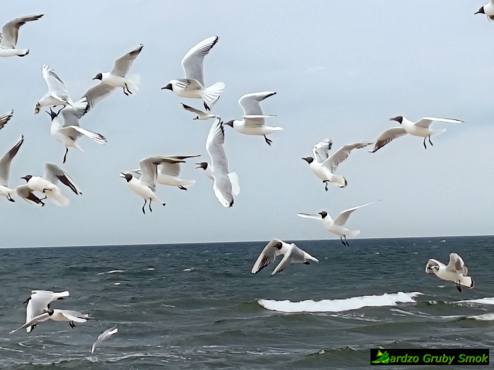 Międzyzdroje plaża