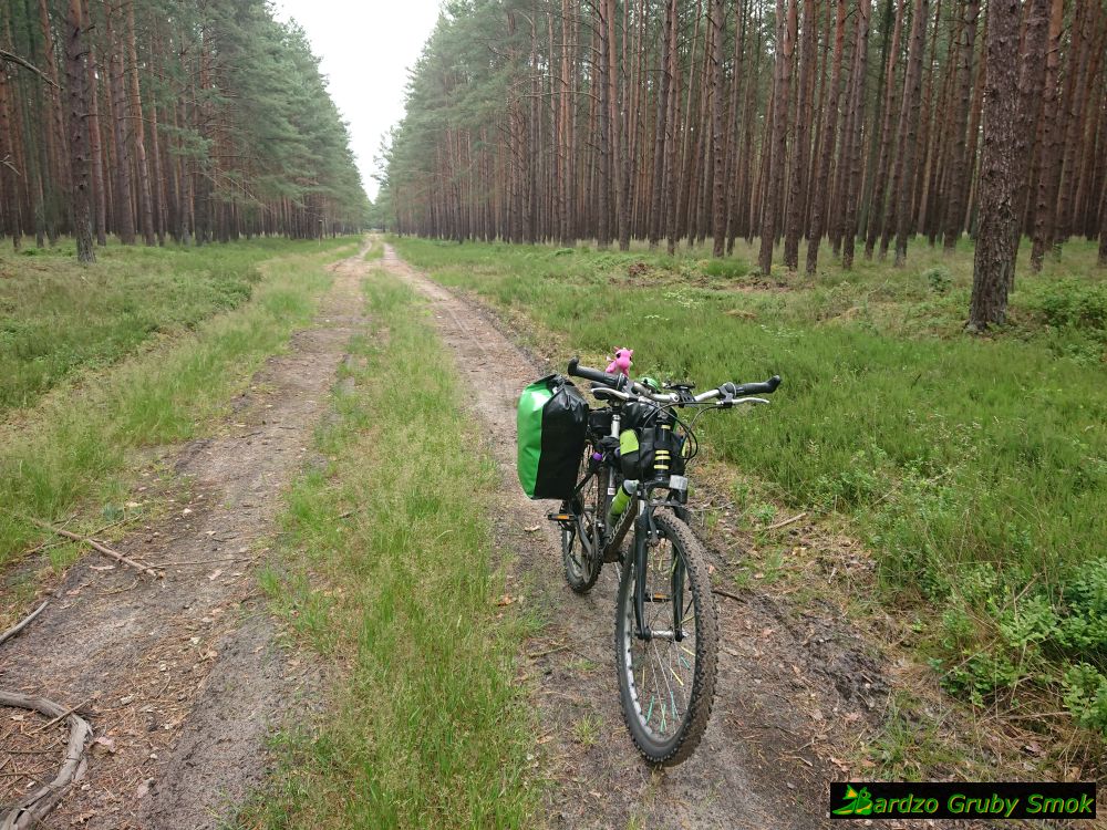 Puszcza Goleniowska