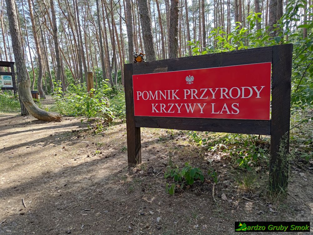 krzywy las