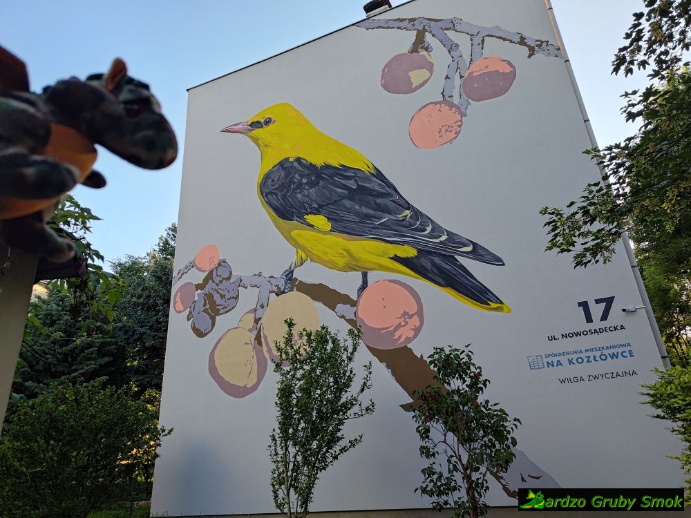 wilga zwyczajna