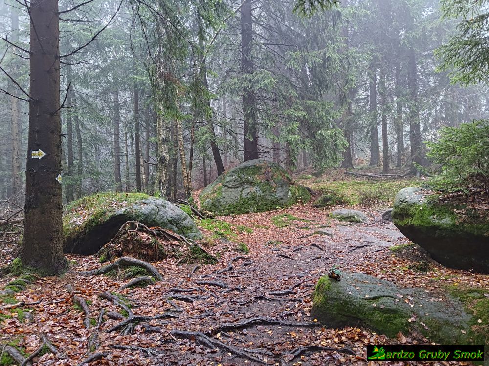 żółty szlak na Szczeliniec
