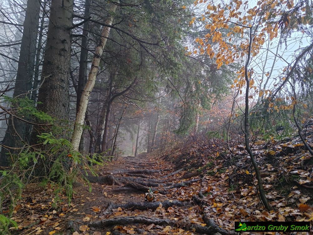 żółty szlak na Szczeliniec