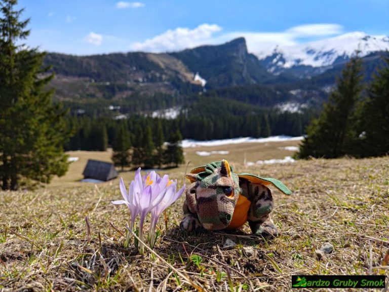 krokusy na Kalatówkach