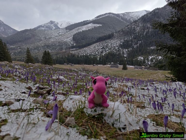 krokusy na Polanie Chochołowskiej