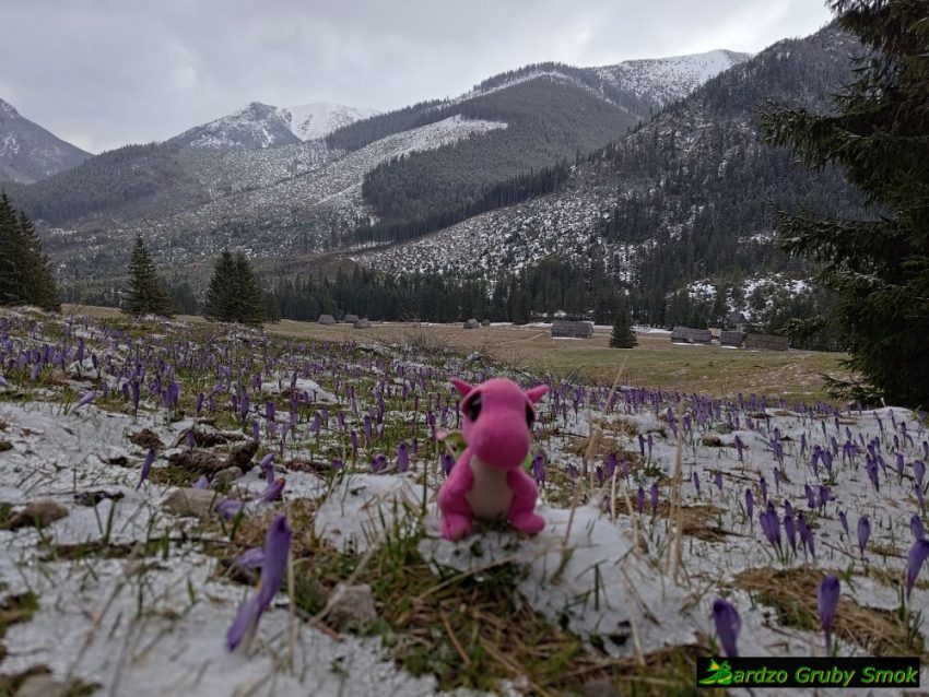 krokusy na Polanie Chochołowskiej