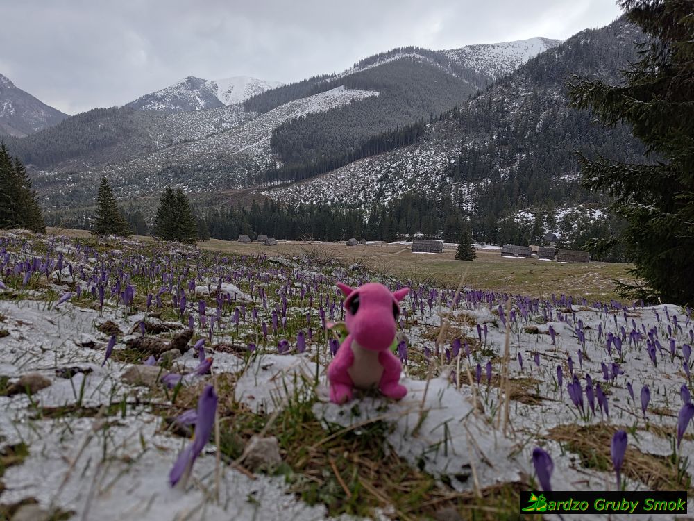 krokusy na Polanie Chochołowskiej