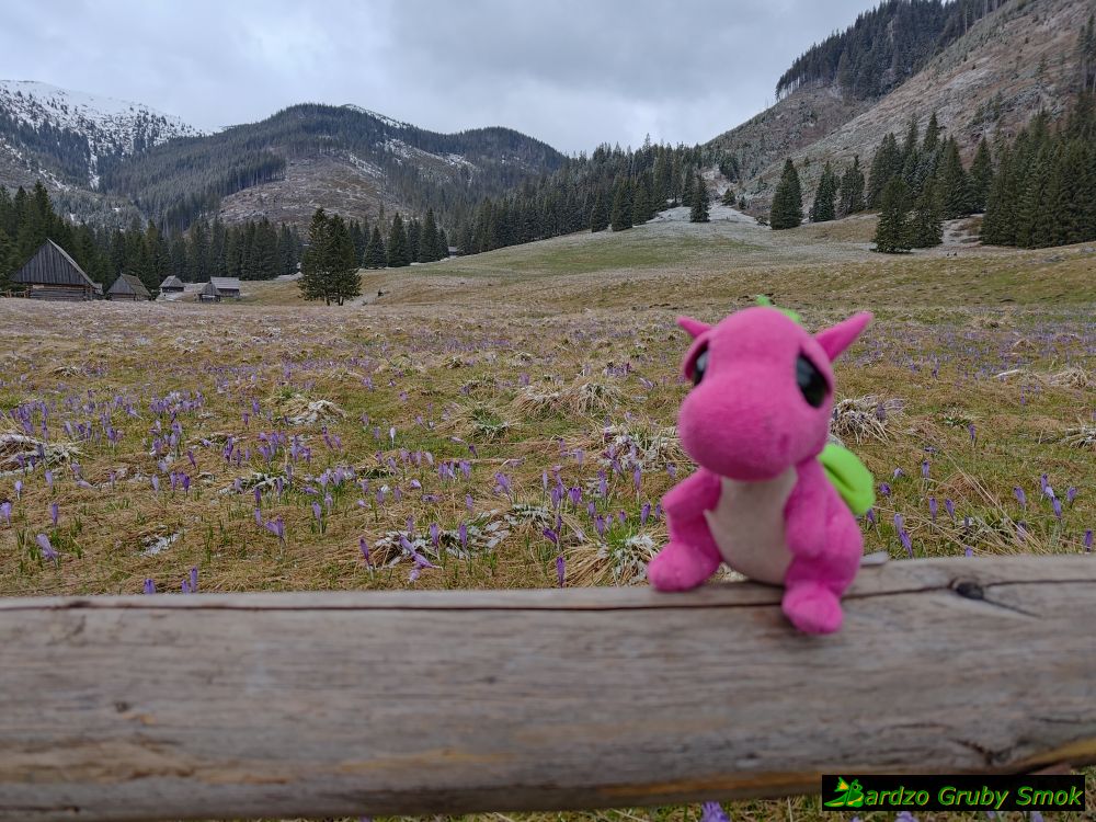 krokusy na Polanie Chochołowskiej