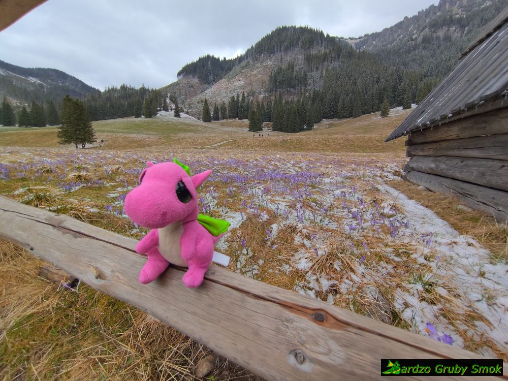 krokusy na Polanie Chochołowskiej