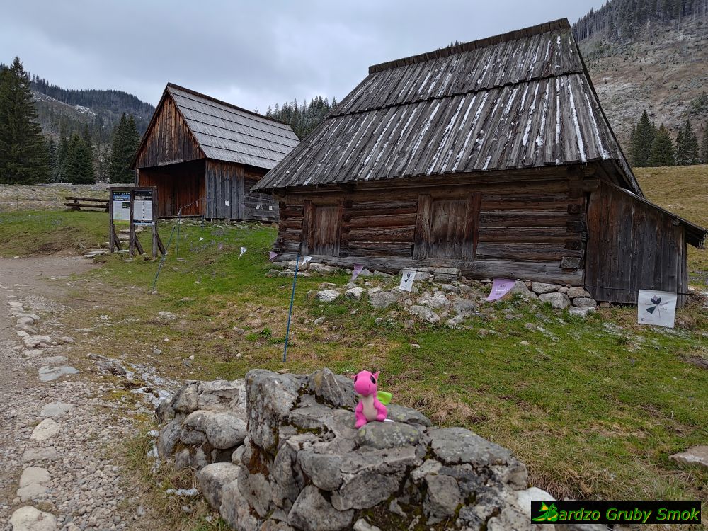 krokusy na Polanie Chochołowskiej