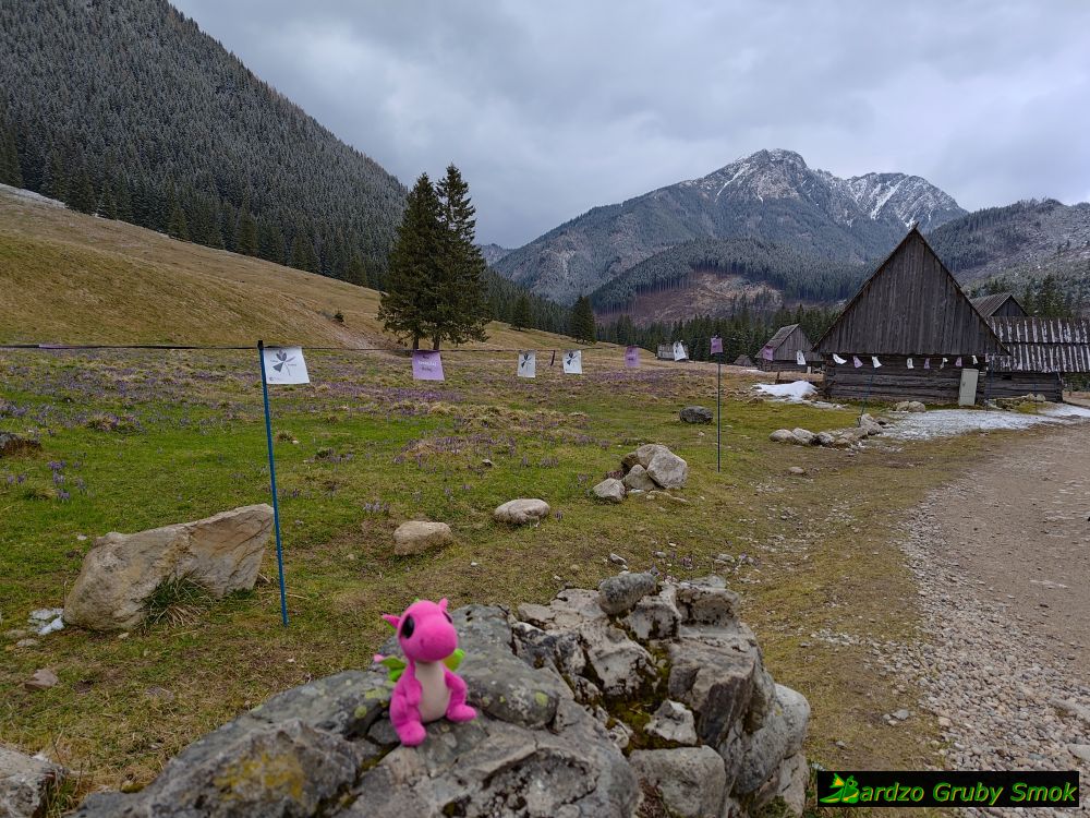 krokusy na Polanie Chochołowskiej