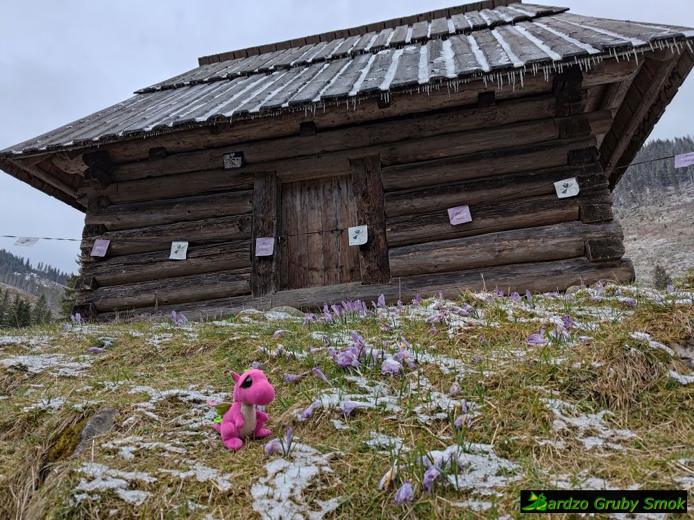 krokusy na Polanie Chochołowskiej