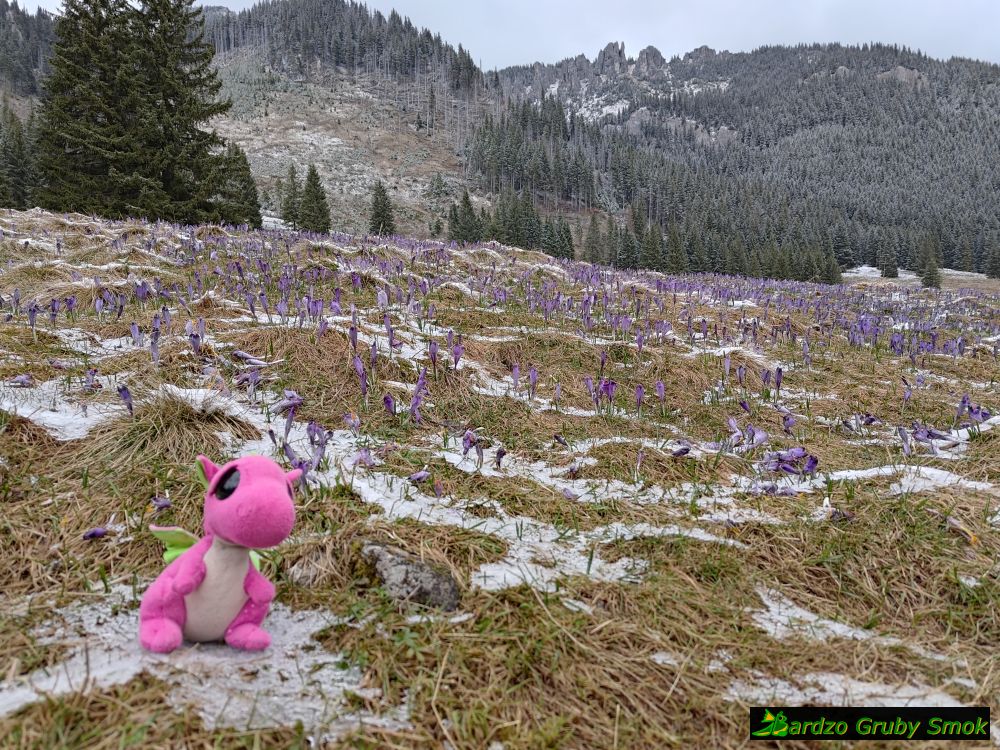 krokusy na Polanie Chochołowskiej