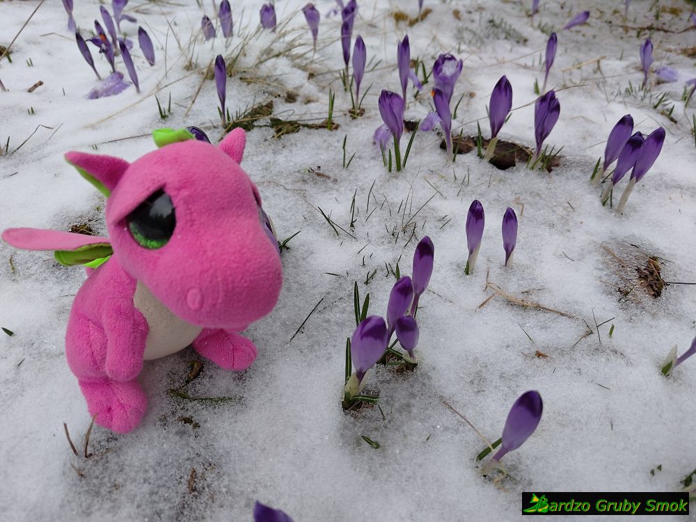 krokusy na Polanie Chochołowskiej