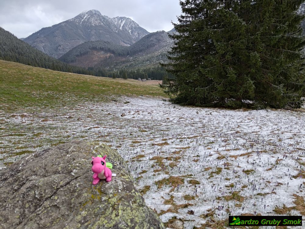 krokusy na Polanie Chochołowskiej