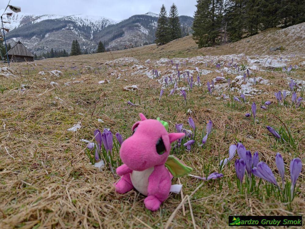 krokusy na Polanie Chochołowskiej