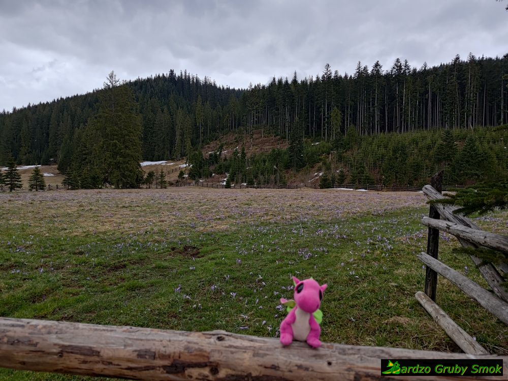 krokusy na Siwej Polanie