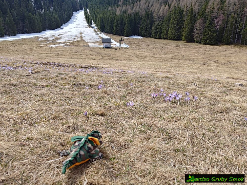 sarny i krokusy w Suchym Żlebie