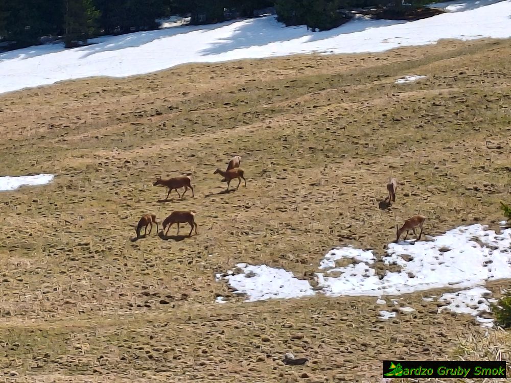 sarny na Kalatówkach
