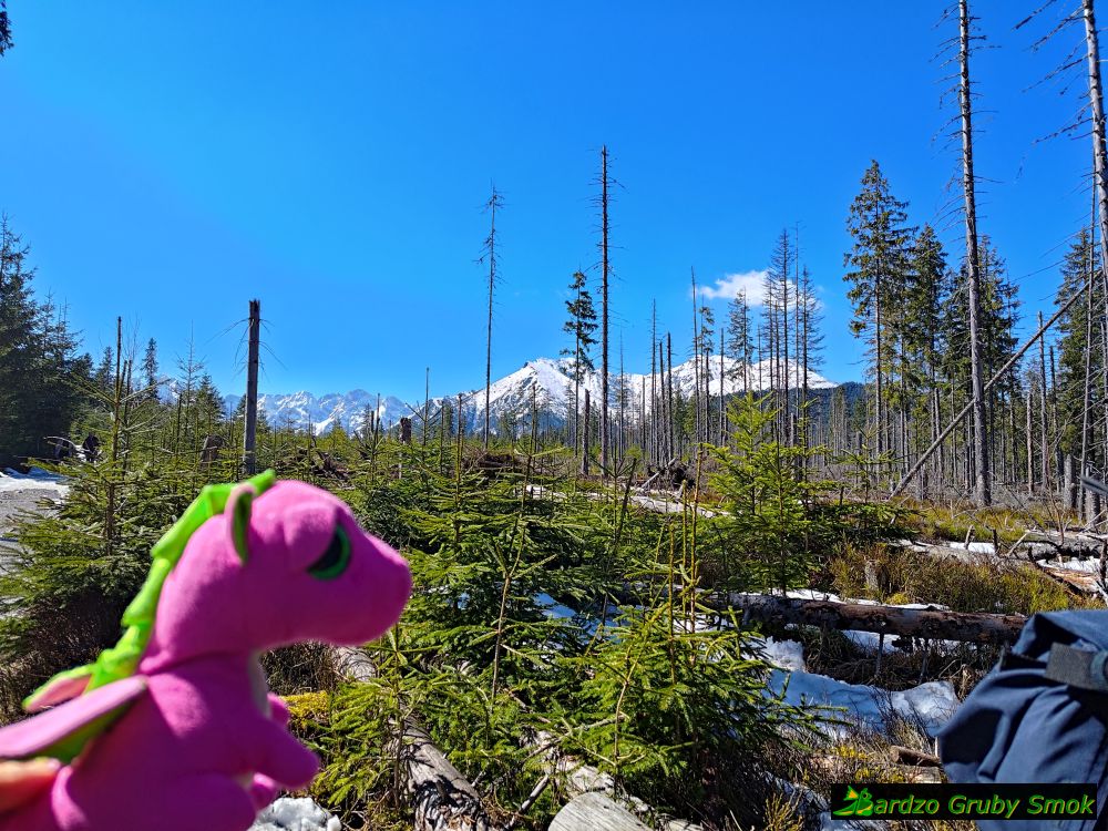 zielony szlak na Rusinową