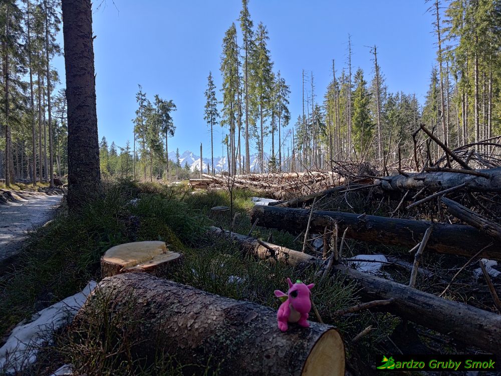 zielony szlak na Rusinową