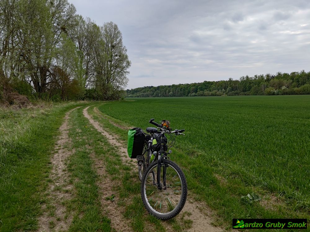 Wzdłuż Wisły w okolicy Torunia