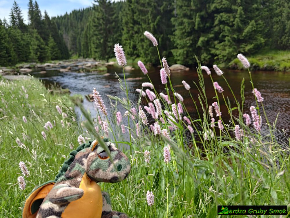 nad Smolną