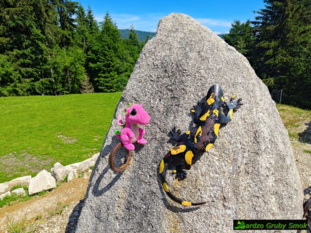 salamandra pod Kamieńczykiem