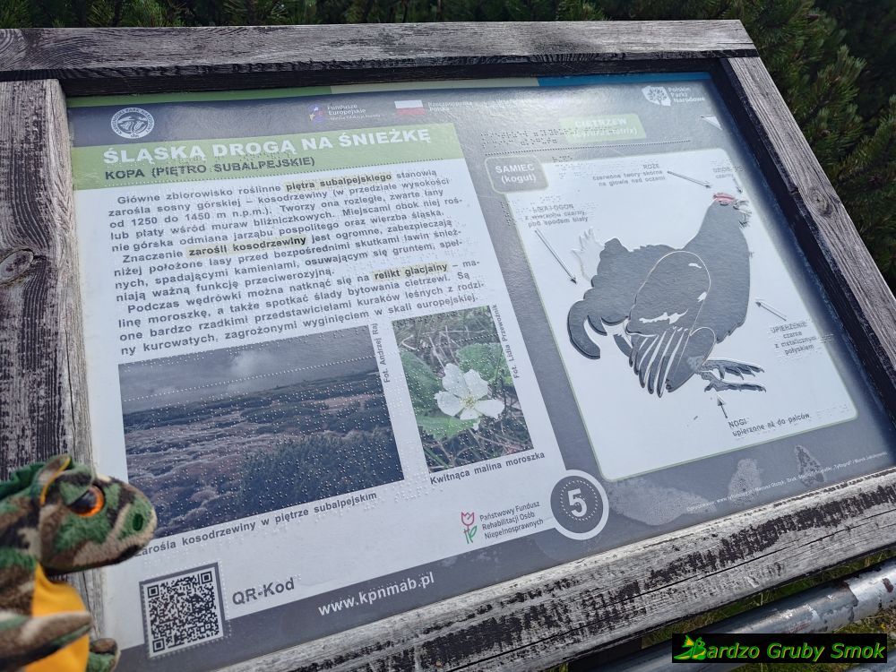 tablica informacyjna - cietrzew