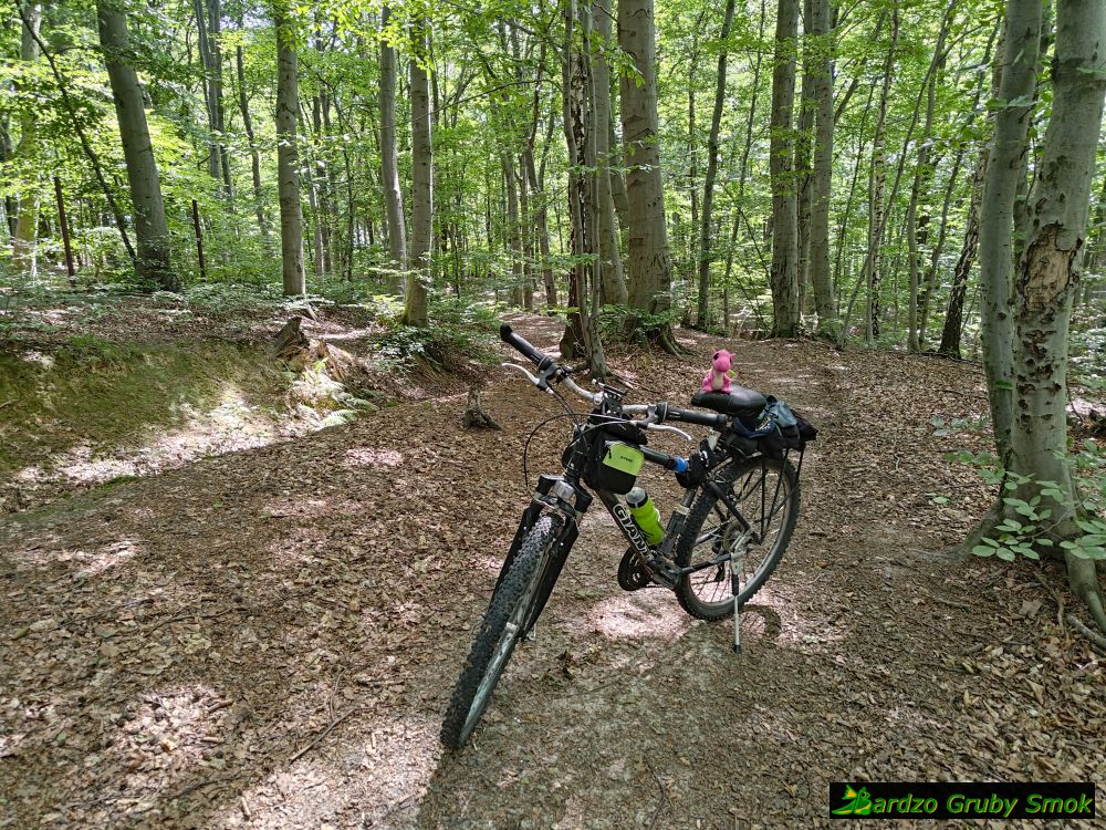 las przy Bukowej Górze