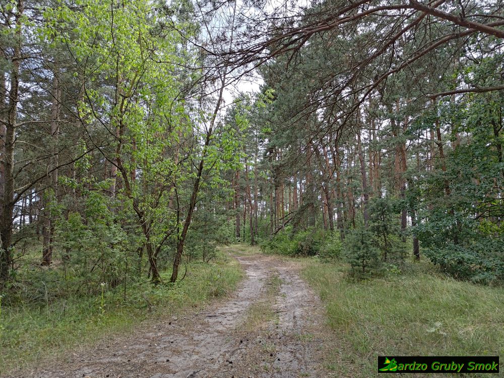 lasy pod Chęcinami