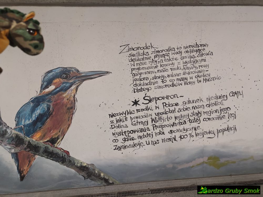 zimorodek 