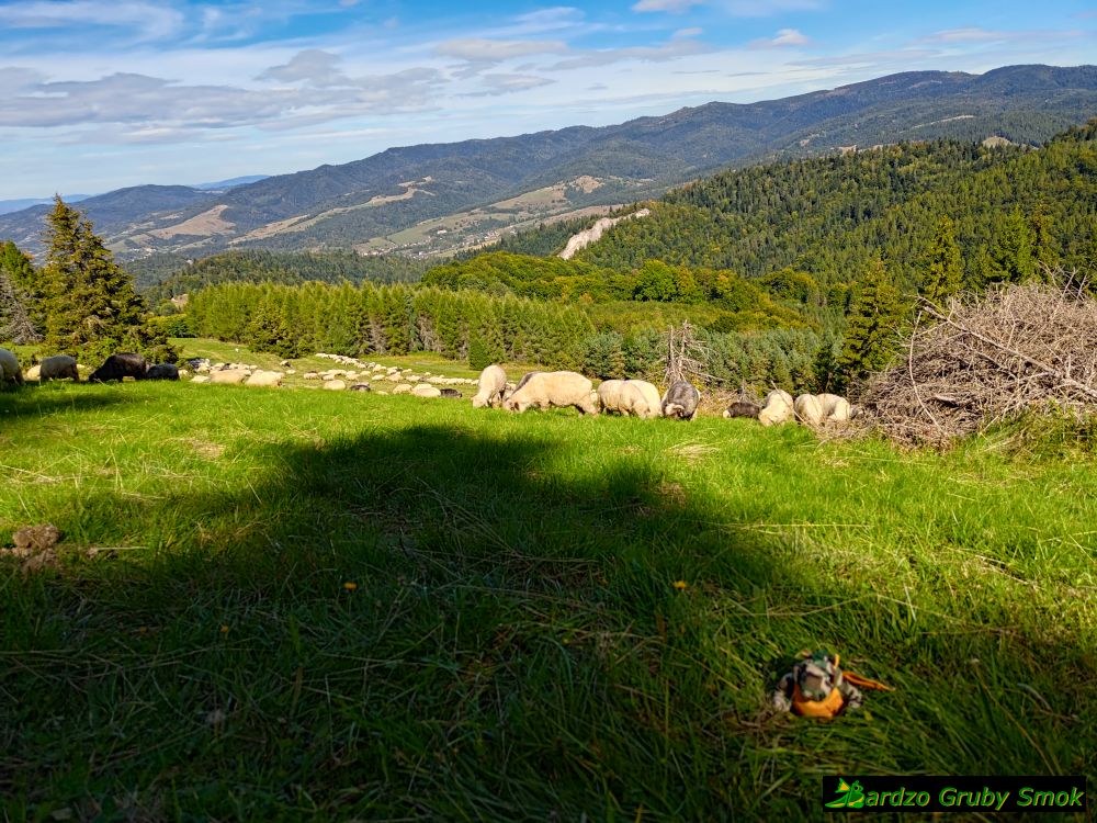 owce i widok na Beskid Sądecki